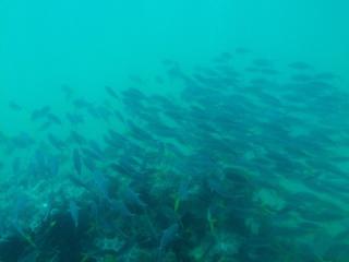 Schooling fish