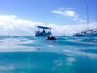 Turtle rising for a breath on the Low Isles - Quicksilver WaveDancer Reef Tour