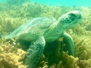 Turtle resting on the Low Isles off Port Douglas